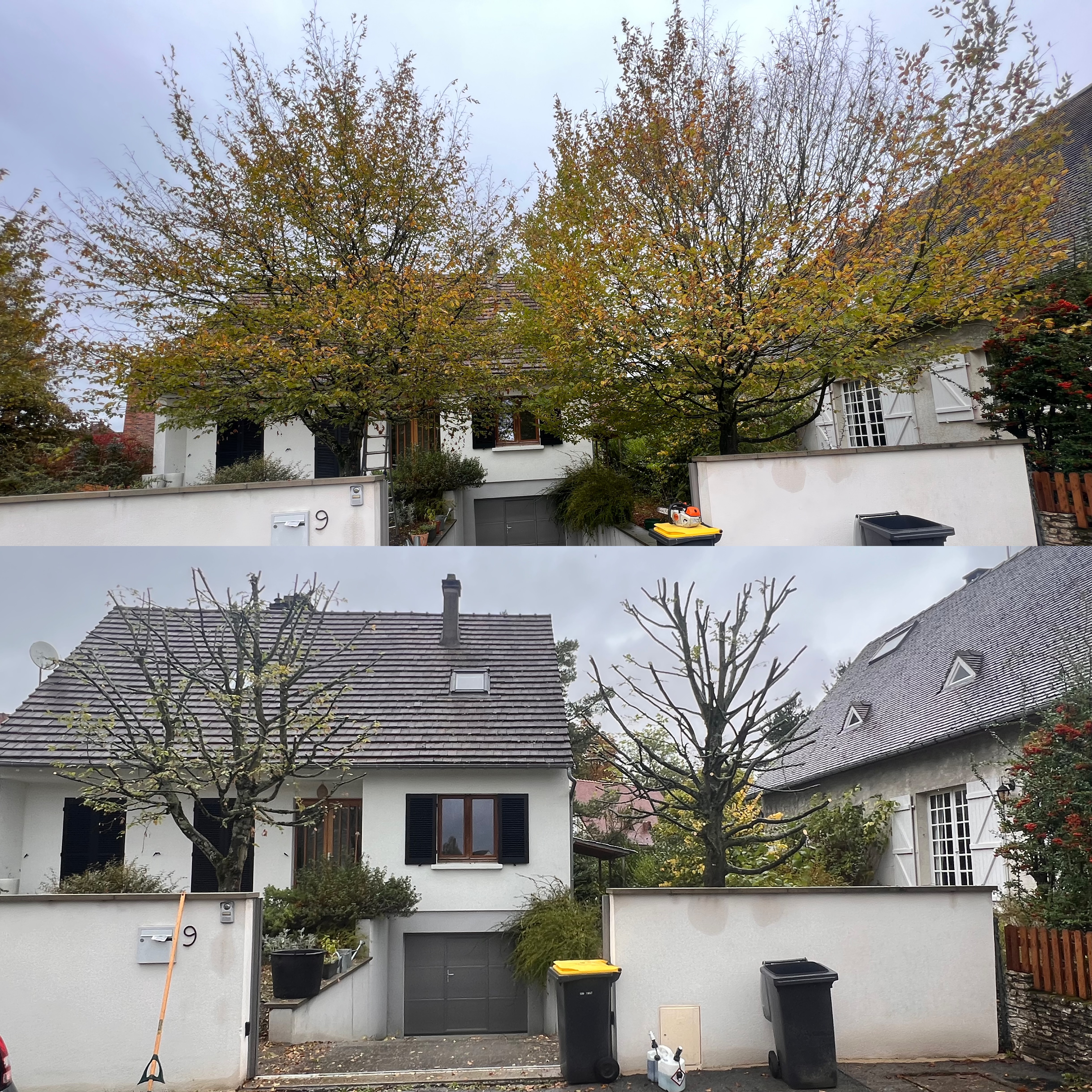 Élagage d'arbres avant après