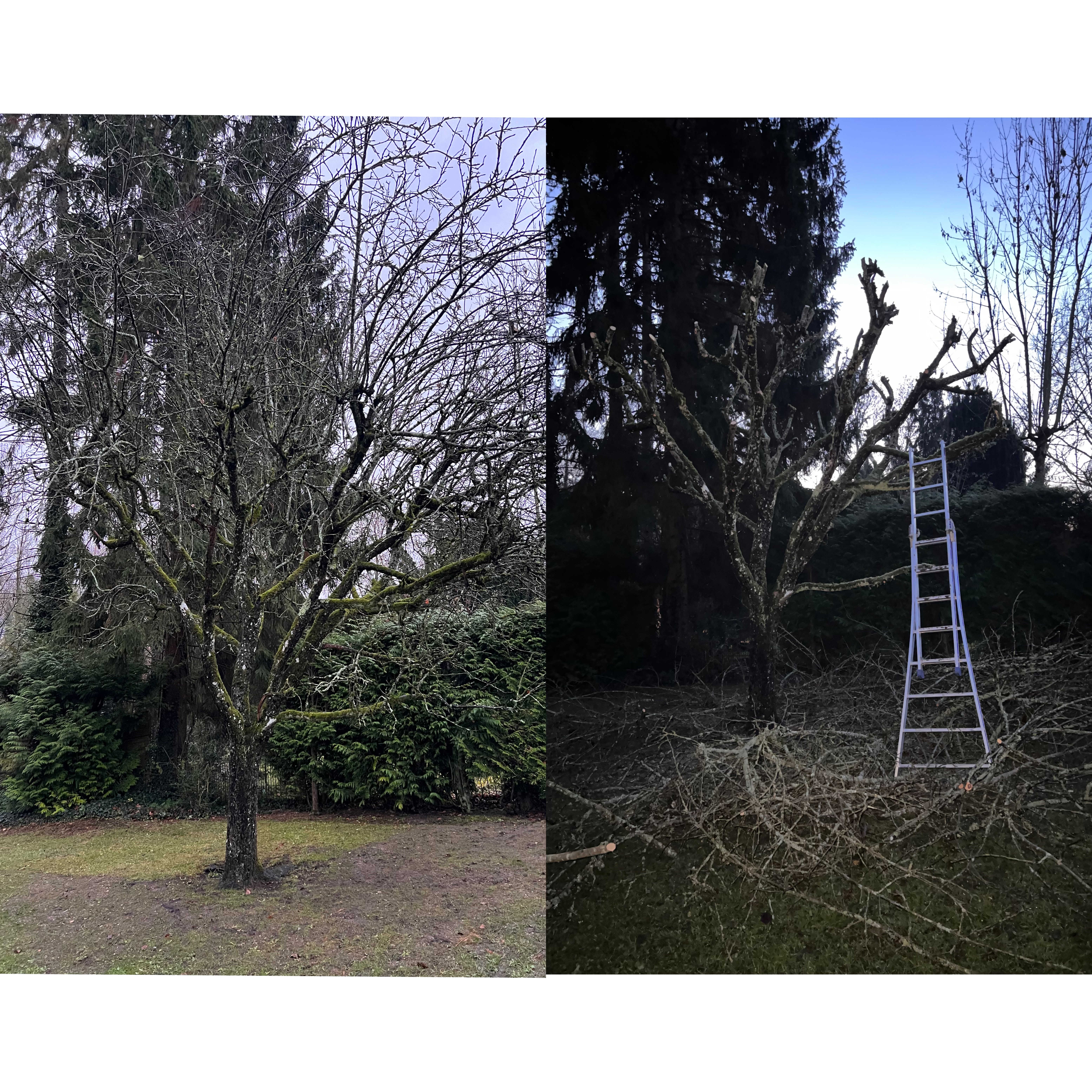 Élagage arbre fruitier